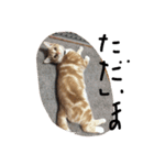 やんちゃ猫マーブルの日常（個別スタンプ：3）