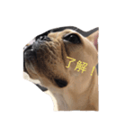 愛犬DOMの日常（個別スタンプ：2）