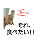 猫のあんずです⑤´（個別スタンプ：12）