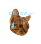 かわいい家猫のひーちゃん（個別スタンプ：12）