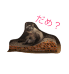 ねこねこねこねこねの2（個別スタンプ：15）