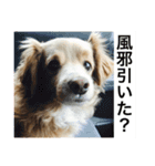 雑種犬 はくちゃん 変顔コメント（個別スタンプ：2）