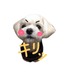 マルチーズのトッキン（個別スタンプ：11）