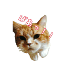 デブ猫てぷうさん（個別スタンプ：1）