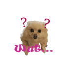 P U C C I（個別スタンプ：4）