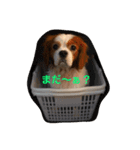 キャバリアのアル君（個別スタンプ：1）