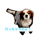 キャバリアのアル君（個別スタンプ：5）