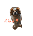 キャバリアのアル君（個別スタンプ：8）