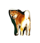 kuutyan（個別スタンプ：2）