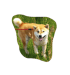kuutyan（個別スタンプ：4）