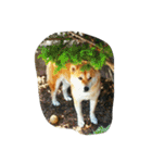 kuutyan（個別スタンプ：9）