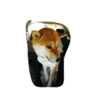 kuutyan（個別スタンプ：32）
