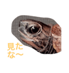 とんちゃんの1日（個別スタンプ：1）