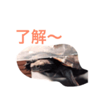 とんちゃんの1日（個別スタンプ：5）