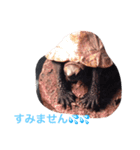 とんちゃんの1日（個別スタンプ：7）