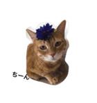 mycatstampwing（個別スタンプ：1）