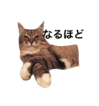mycatstampwing（個別スタンプ：2）