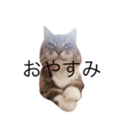 mycatstampwing（個別スタンプ：3）