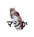 mycatstampwing（個別スタンプ：4）