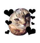 mycatstampwing（個別スタンプ：6）