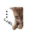 mycatstampwing（個別スタンプ：8）