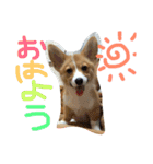 コーギー そらぴ（個別スタンプ：1）