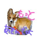 コーギー そらぴ（個別スタンプ：3）