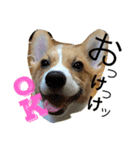 コーギー そらぴ（個別スタンプ：4）