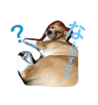 コーギー そらぴ（個別スタンプ：5）