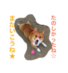 コーギー そらぴ（個別スタンプ：9）