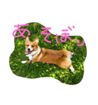 コーギー そらぴ（個別スタンプ：10）