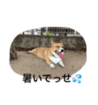 コーギー そらぴ（個別スタンプ：11）