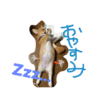コーギー そらぴ（個別スタンプ：12）