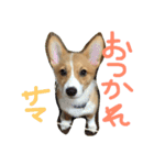 コーギー そらぴ（個別スタンプ：13）