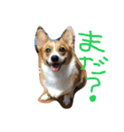 コーギー そらぴ（個別スタンプ：14）