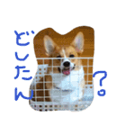 コーギー そらぴ（個別スタンプ：18）