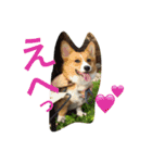 コーギー そらぴ（個別スタンプ：19）