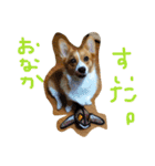 コーギー そらぴ（個別スタンプ：23）