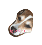 ☆基本ジャックラッセルテリアセット☆（個別スタンプ：2）