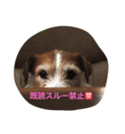 ☆基本ジャックラッセルテリアセット☆（個別スタンプ：6）