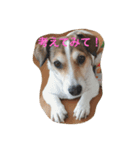 ☆基本ジャックラッセルテリアセット☆（個別スタンプ：7）