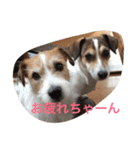 ☆基本ジャックラッセルテリアセット☆（個別スタンプ：10）