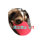 ☆基本ジャックラッセルテリアセット☆（個別スタンプ：12）