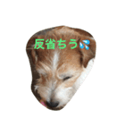 ☆基本ジャックラッセルテリアセット☆（個別スタンプ：13）