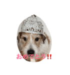 ☆基本ジャックラッセルテリアセット☆（個別スタンプ：14）