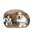 ☆基本ジャックラッセルテリアセット☆（個別スタンプ：16）