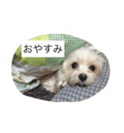 イヌの写真達（個別スタンプ：2）