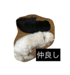 イヌの写真達（個別スタンプ：3）