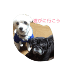 イヌの写真達（個別スタンプ：4）