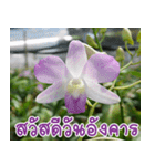 Orchids（個別スタンプ：17）